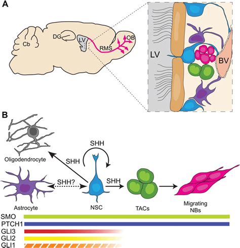 Neural Stem Cells In The Mouse Forebrain Svz Like Other Adult Stem