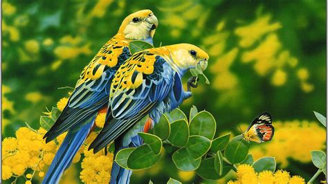 Birds Blue Yellow Parrots Butterfly Tree With Yellow