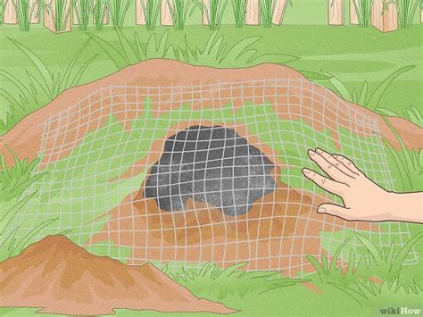 How To Plug Groundhog Holes What To Use To Fill Tunnels