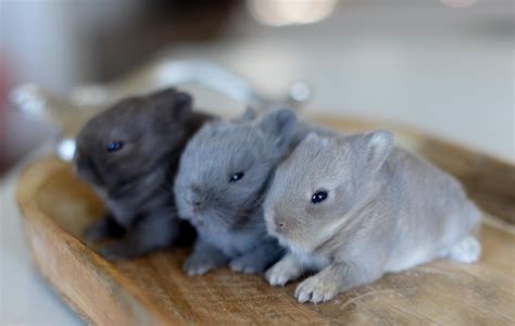 Pin By Ⓙⓐⓥⓘⓘⓔⓡⓐ On Bunnies Cute Baby Bunnies Baby Animals Baby Bunnies
