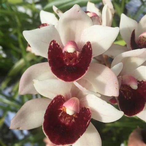 Orchid Cymbidium Sharona Alperin