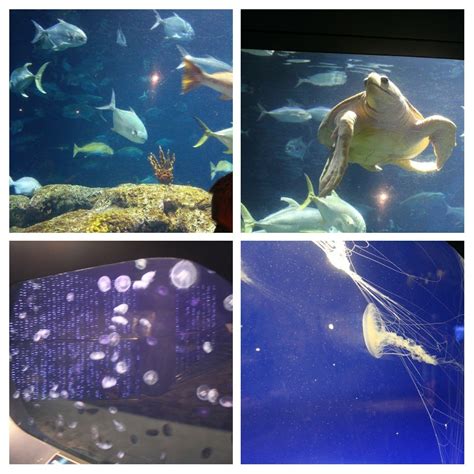 South Carolina Aquarium The Shallows Sea Turtle Rescue And The Great
