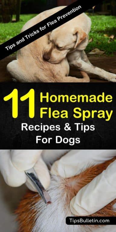 Homemade Flea Spray Recipes For Dogs 11 Tips And Tricks For Flea