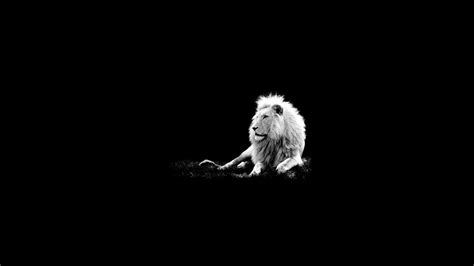 Hd Lion Wallpapers Kolpaper Awesome Free Hd Wallpapers