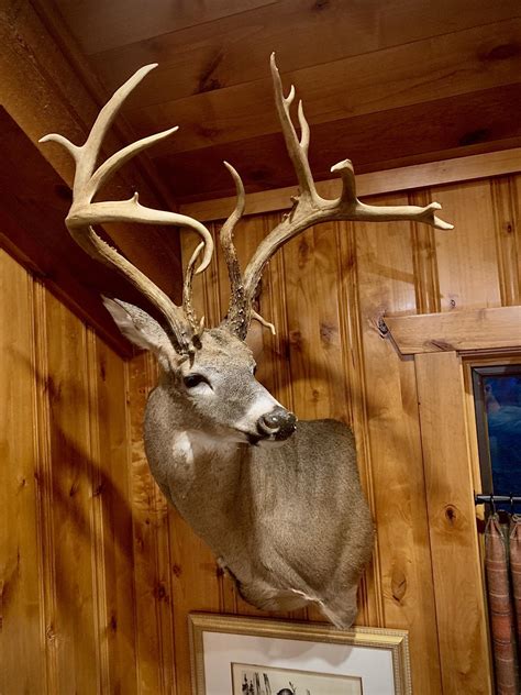 2019 Oklahoma Muzzleloader Buck Is Back From The Taxidermist