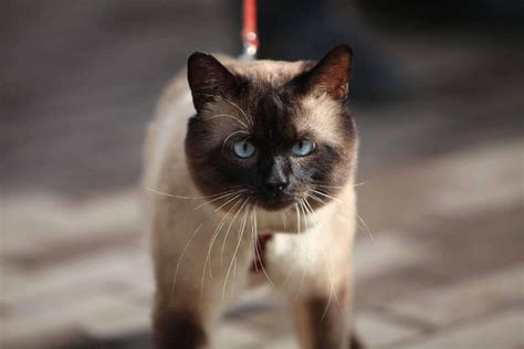 Chocolate Point Siamese Vs Seal Point Siamese 7 Cool Facts
