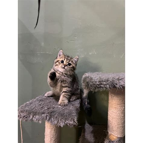 Jual Bsh Scottish Golden Tabby Female Shopee Indonesia