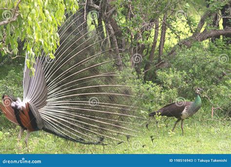 Courtship Behavior Of Wild Peafowl To Female Stock Image Image Of