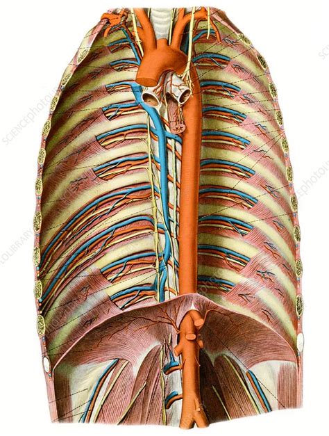 Blood Vessels Of The Thorax Illustration Stock Image C055 0591