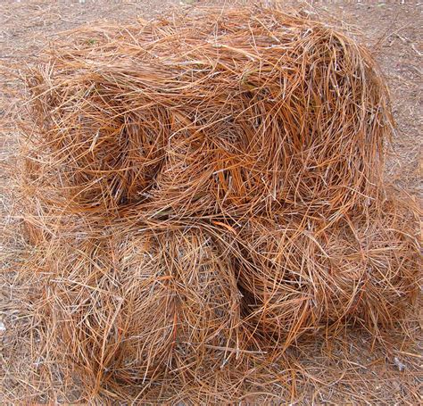 Long Needle Pine Straw Atlantic Mulch