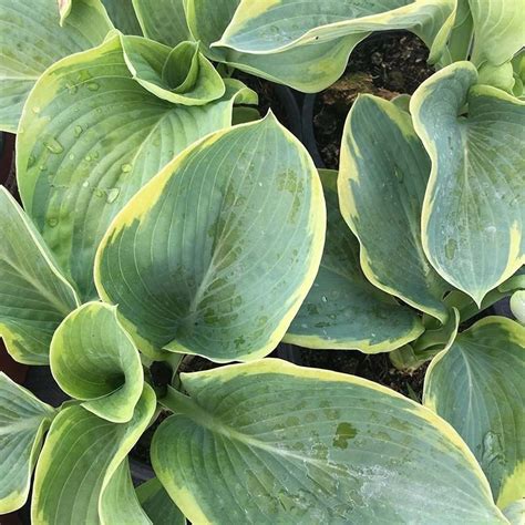 Hosta Frances Willians