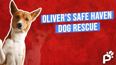 Starting A Rescue For The Community Olivers Safe Haven Dog Rescue