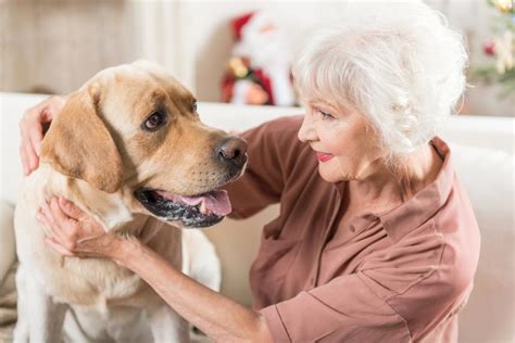 The Best Dog Breed For Those In Retirement Age Uk Mobility