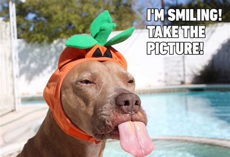 15 Hilarious Dog Memes Youll Laugh At Every Time Readers Digest