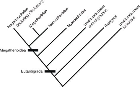 Phylogenetic Relationships Among Major Folivoran Taxa Based On Download Scientific Diagram