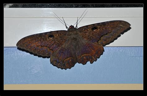 The Black Witch Moth Male Duppy Bat Jamaica Ascala Flickr