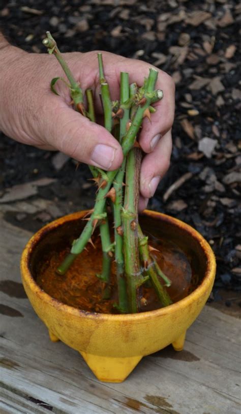 Growing Roses From Cuttings In The Fall