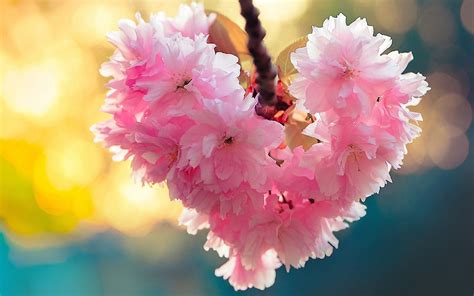 Flowers Heart Bloom Spring Love Nature Image Of Nature Nature Images