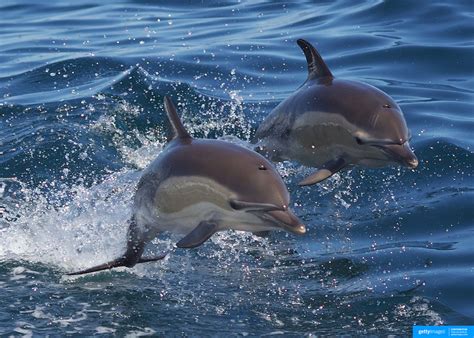 Swimming With Dolphins Paihia Bay Of Islands North Island New