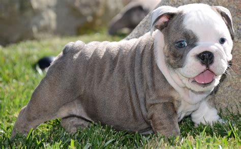 English Bulldog In Blue Englishjulc