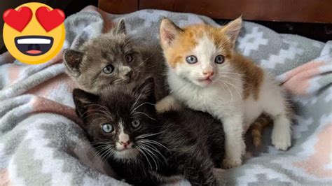 Genetically Rare Male Calico Kitten Or Rare Melanistic Colored Kitten