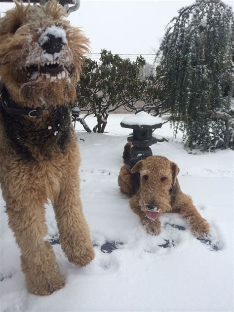 Abominable Snow Dog Airedale Dogs Airedale Terrier