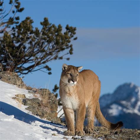 Cougar Mountain Lion Habitat Animal Sake