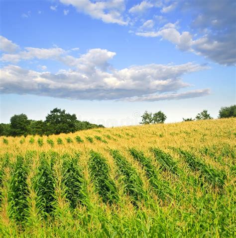 Corn Field Stock Image Image Of Farmland Landscape 12612747