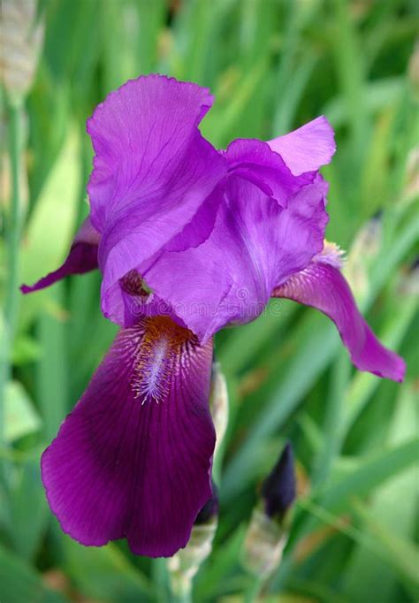 Beautiful Iris Flower Stock Photo Image Of Delicate 66581418