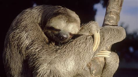 How Sloths Sleep For Up To 16 Hours A Day Mudfooted
