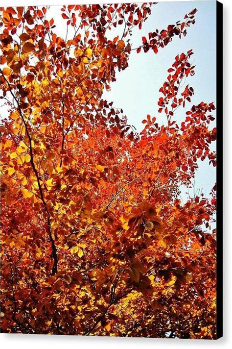 Copper Beech Canvas Print Featuring The Photograph Copper