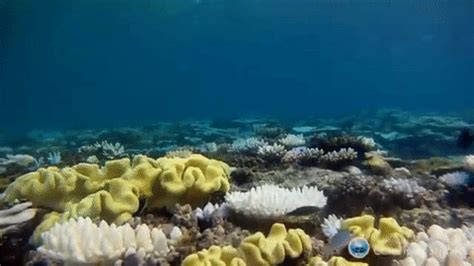 Has Been A Painfully Damaging Year For The Great Barrier Reef Zafigo