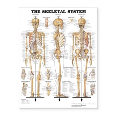Skeletal System Anatomical Chart Db English Wallchart Anatomical Chart