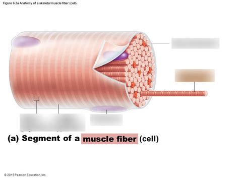 Segment Of A Muscle Fiber Diagram Quizlet