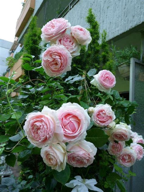 Eden Rose 85 Kaufen Strauchrose Agel Rosen