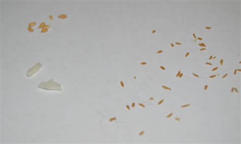 That's because they are unlikely to do any lasting harm. Tapeworms in Cats: What These Worms Look Like & What To Do ...