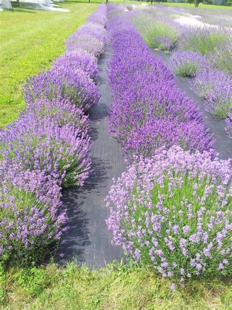 Bonnie Heath Lavender Farm Waterford Ontario Growing Lavender Lavender