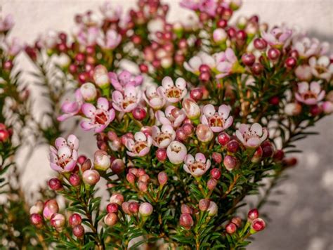 Nicht jede porzellanblume geht in winterruhe. Chamelaucium uncinatum - die australische Wachsblume