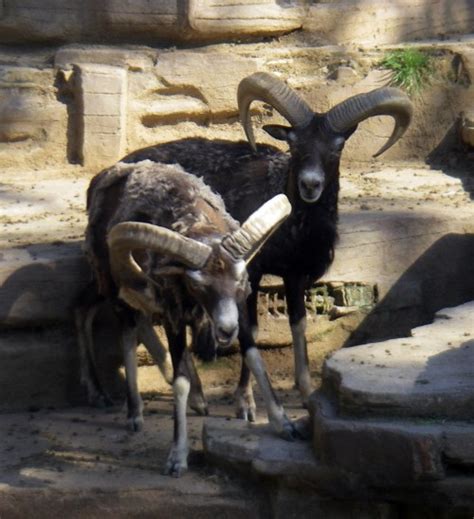 Corsican Mouflon Ovis Musimon Zoochat
