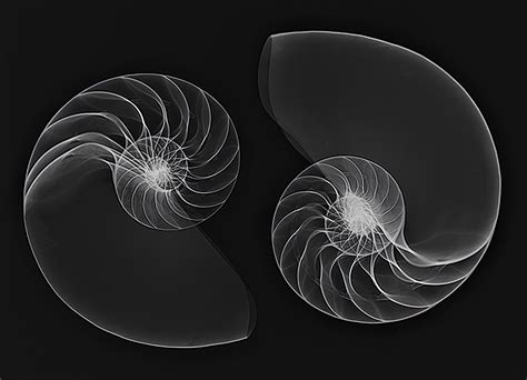 Nautilus Spiral Imagery Harold Davis