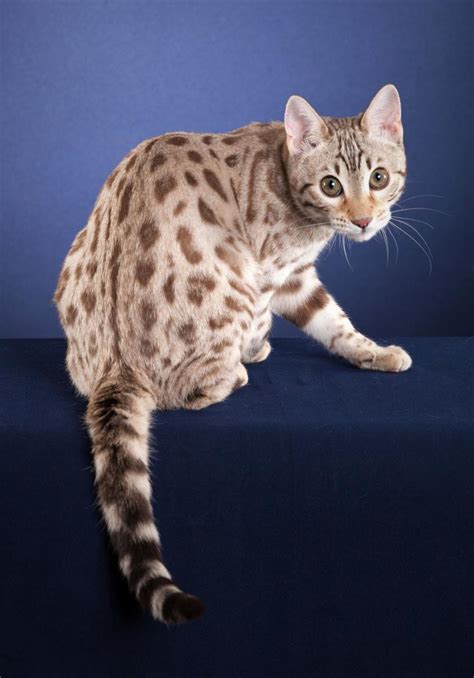 Brebengal Seal Silver Sepia Spotted Tabby Bengalkatzen