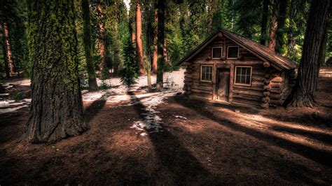Cabin In The Redwood Forest