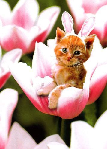 Kitten In Flower Easter Card Greeting Card By Avanti Press Seasonal