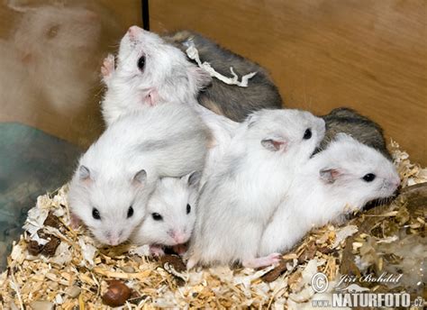 White Dwarf Hamsters