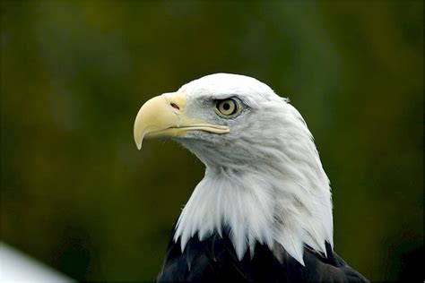 Bald Eagle Portrait Free Stock Photo Public Domain Pictures
