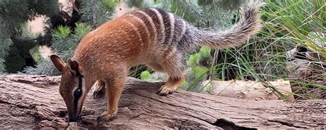 Scientists Map Numbat Dna With Help Of Perth Zoo The World Education