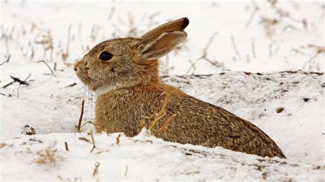 How To Tell If A Rabbit Is Cold Everything You Need To Know