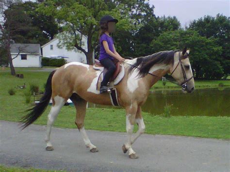 He is incredibly kind and easy to ride, with fluid lateral uncomplicated transitions, and soft in the mouth…. Buckskin Paint Horse | HorseClicks