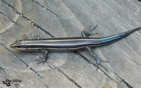 Female Southeastern Five Lined Skink Photo By Alan Wiltsie Reptiles