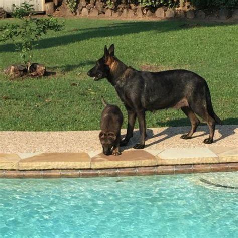 Here you will find the greatest selection of akc puppies for sale along with specialty and hybrid breeds. GORGEOUS AKC GERMAN SHEPHERD PUPPIES CZECH IMPORT for Sale ...